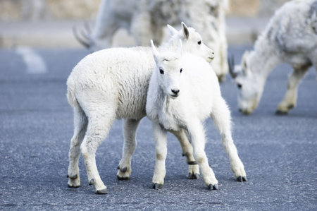 a pair of kid mountain goats playing near Logan Pass in Glacier National Park