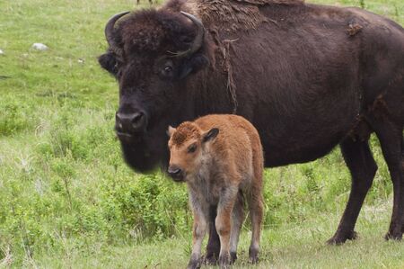 American Bison along the Custer State Park Wildlife Loop in the Black Hills of South Dakota.の写真素材