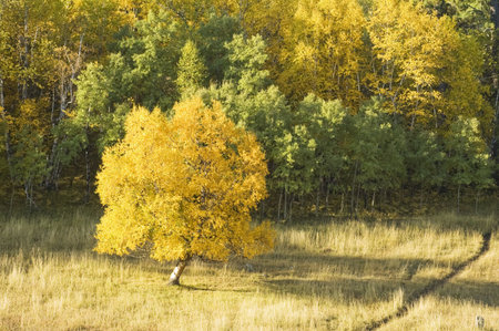 fall colors in the Black Hills of South Dakota. Aspen, Birch and Ponderosa Pine at the edge of a clearing.の写真素材