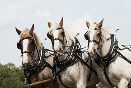 horse-drawn farming demonstrations during the Homesteader Day Harvest Festival at the Beaver Creek Nature Area in South Dakota.の写真素材