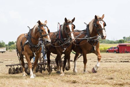horse-drawn farming demonstrations during the Homesteader Day Harvest Festival at the Beaver Creek Nature Area in South Dakota.の写真素材