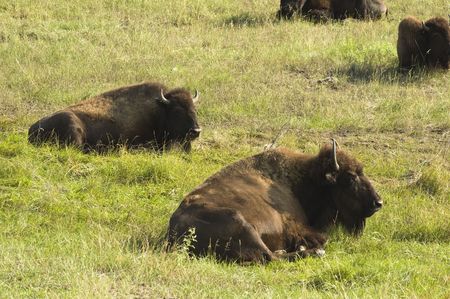 a group of American buffalo resting in Custer State Park in the Black Hills of South Dakota. The largest land mammal in North America.の写真素材
