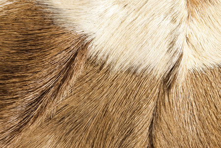 abstract patterns in a closeup view of springbok animal furの写真素材
