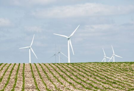 Young corn field in the foreground on a hot summer day with wind turbines in the background. located on farmland near Lake Benton Minnesota.の写真素材