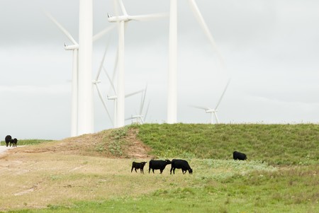 farmland on a hot cloudy day with cattle in the foreground and wind turbines in the background near Lake Benton Minnesota. の写真素材