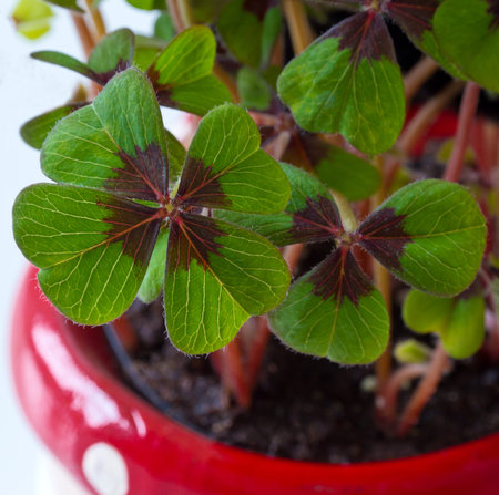 Four-leaf clover