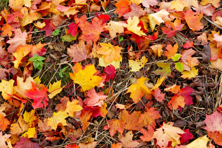 Colorful maple leaves on a meadow