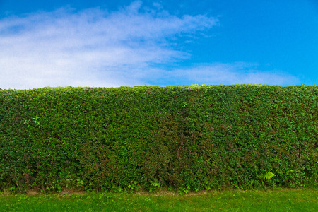 Hedge and blue skyの写真素材