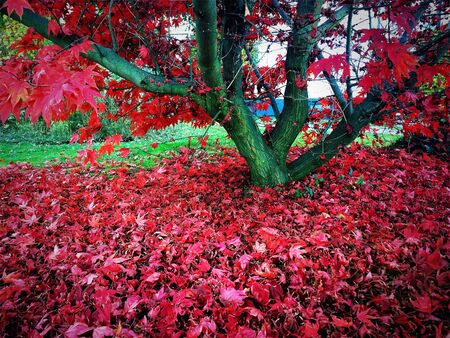 Red maple tree in autumnの素材