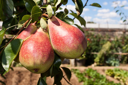 Red and green pears hanging in the tree with the orchard as background.の写真素材