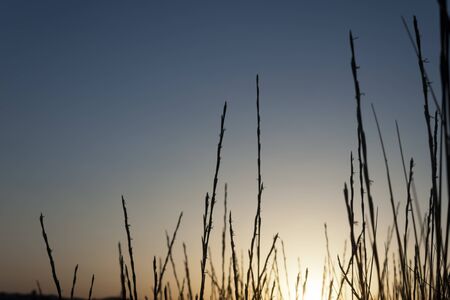 Dune grass silhouette at sunset. Dark blue and golden colors.の写真素材