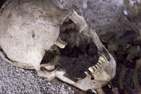 Broquen antique human skull jaw on the ground of archeological site.の写真素材