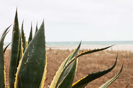 Agave Americana Marginata on the beach in the Mediterranean sea.の写真素材