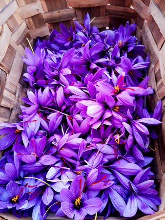 saffron plant collected in wicker basket