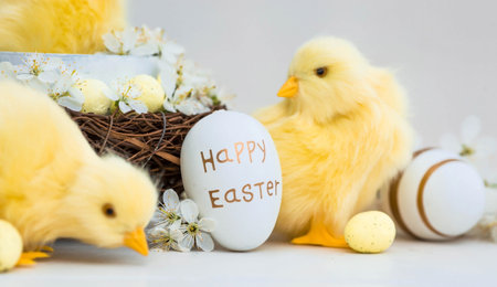 Golden, yellow, white eggs in a bird's nest, cherry blossom branches and cute yellow chickens on a...