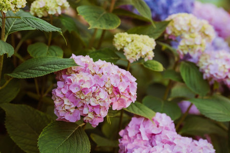 Summer photo or background with multicolored flowers. Beautiful nature scene with a flowering tree....