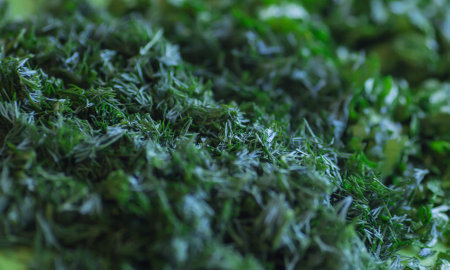 Close-up of fresh dill leaves. Macro photography. Selective focus.の写真素材
