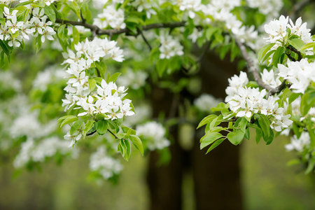 Pearl flowers. Spring, nature wallpaper. Pear color in the garden. Blooming white flowers on the...