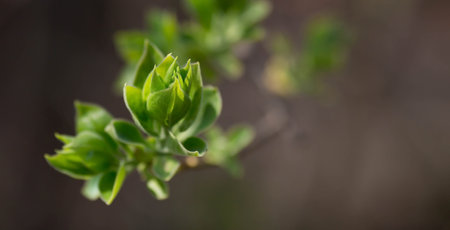 Young green leaves on a tree branch in spring. Selective focus.の写真素材