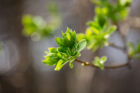 Spring, nature wallpaper. Young tree leaves and buds close-up. New foliage appears on the branches. A tree or bush produces buds. A drop of water falls down, blurring the background.の写真素材