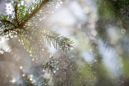Spring, nature wallpaper. Young spruce branch close-up. Raindrops sparkle on the pine needles in the...