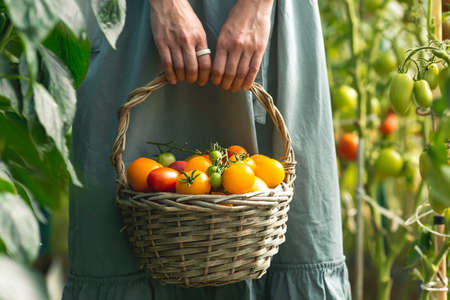 Hands of a girl with tomatoes close-up. A farmer in a cotton apron holds fruit next to a wicker basket. The concept of harvesting in a greenhouse.の写真素材
