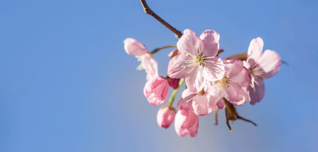 cherry blossoms. Spring, nature photo wallpaper. Cherry blossom in the garden. Blooming pink buds on...