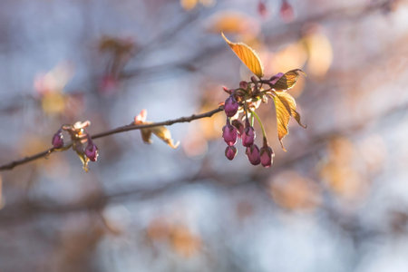 cherry blossoms. Spring, nature photo wallpaper. Cherry blossom in the garden. Blooming pink buds on the branches of a tree. macro photography.の写真素材