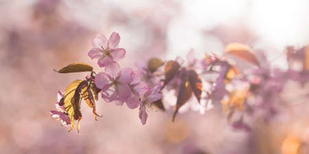 cherry blossoms. Spring, nature photo wallpaper. Cherry blossom in the garden. Blooming pink buds on the branches of a tree. macro photography.の写真素材