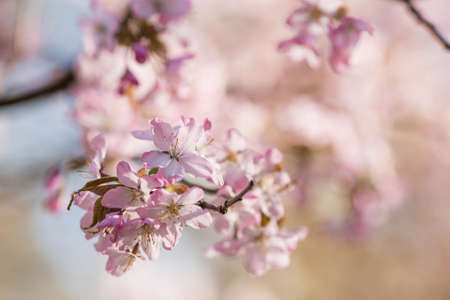 cherry blossoms. Spring, nature photo wallpaper. Cherry blossom in the garden. Blooming pink buds on the branches of a tree. macro photography.の写真素材