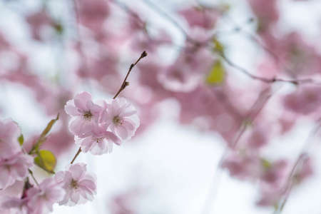 cherry blossoms. Spring, nature photo wallpaper. Cherry blossom in the garden. Blooming pink buds on the branches of a tree. macro photography.の写真素材