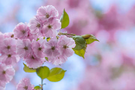 cherry blossoms. Spring, nature photo wallpaper. Cherry blossom in the garden. Blooming pink buds on the branches of a tree. macro photography.の写真素材