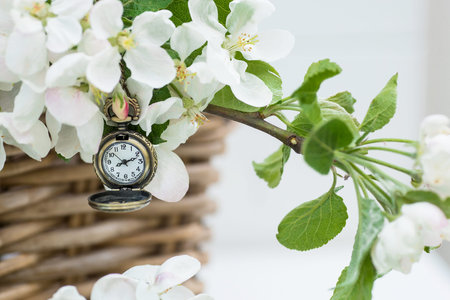 Beautiful spring card. Apple tree and antique antique clock. The clock shows - 8 o'clock in the...