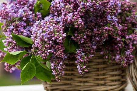 springtime. A beautiful bouquet of lilacs in a wicker basket of vines on a white bench in the spring...