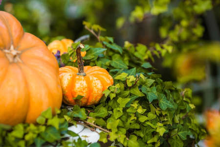 Decorative pumpkins from the Golden autumn festival in Moscow, near red square, the Kremlin. Halloween decor with various pumpkins, autumn vegetables and flowers. Harvest and garden decoration.の写真素材