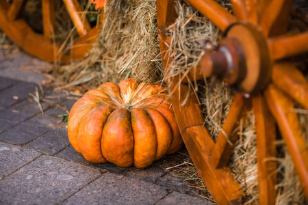 Decorative pumpkins from the Golden autumn festival in Moscow, near red square, the Kremlin. Halloween decor with various pumpkins, autumn vegetables and flowers. Harvest and garden decoration.の写真素材