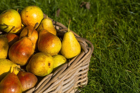 Banner.Pear harvest from a tree branch in a wicker basket, close-up, sunlight. Summer or autumn...