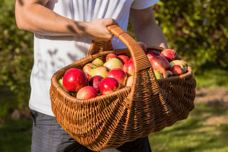 A wicker basket full of fresh fruit. A basket of red apples in the hands of a male gardener. Autumn crop, gather or harvest.の写真素材
