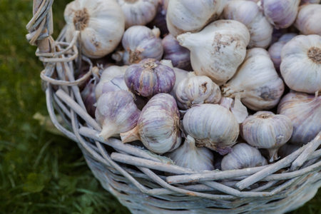 Food garlic bulb in a wicker basket, large . Background texture of the vegetable garlic plant....