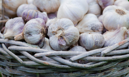 Food garlic bulb in a wicker basket, large . Background texture of the vegetable garlic plant....