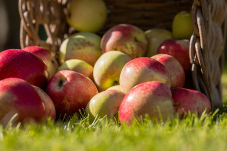 Fresh, red apples in an outdoor basket. Autumn Garden.Sunny Background.Autumn crop, gather or...