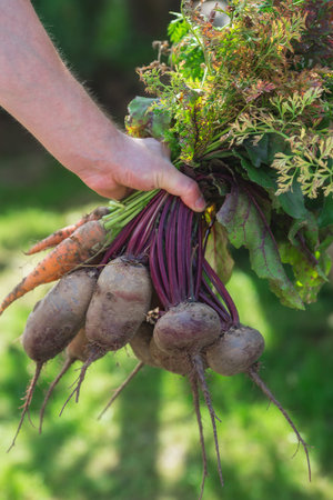 harvest. A large bunch of beets with tops in a male hand. agriculture concept.