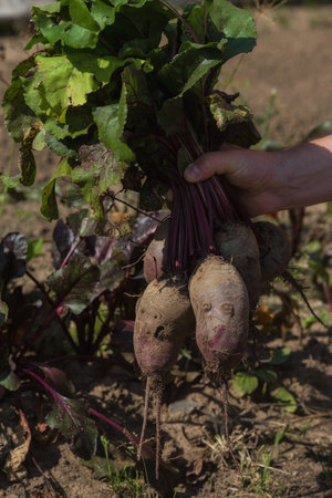harvest. A large bunch of beets with tops in a male hand. agriculture concept.