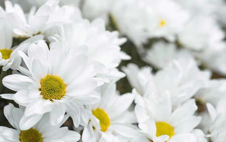 Banner. White chrysanthemum flower with shadows. Light close-up. The texture of the plant. floral background.の写真素材