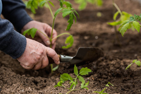 Banner.Close-up. Hands of an elderly woman holding the soil with a young plant. Planting seedlings in the soil. There is a shoulder blade nearby.The concept of conservation of nature and agriculture.の写真素材