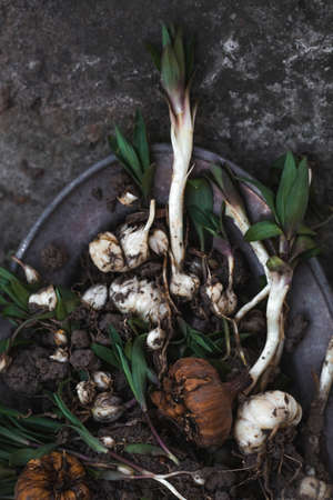 Flower bulbs of tulips, hyacinths, lilies and other flowers in an iron dish for planting in the soil. view from above. gardening.の写真素材