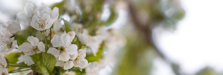 Sakura flowers. Spring, nature wallpaper. Cherry blossom in the garden. Blooming white flowers on the branches of a cherry tree. macro shot.の写真素材