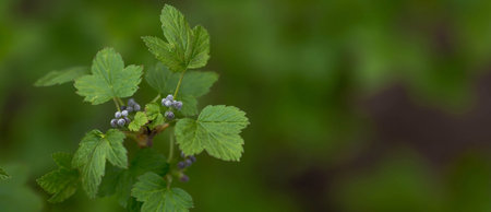 Green leaves of a bush of black currant on a blurred background.の写真素材