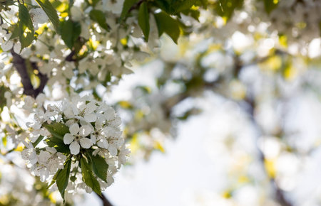 Sakura flowers. Spring, nature wallpaper. Cherry blossom in the garden. Blooming white flowers on...
