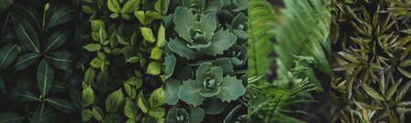 Collage. The background image is green. Natural, environmentally friendly natural background. The...